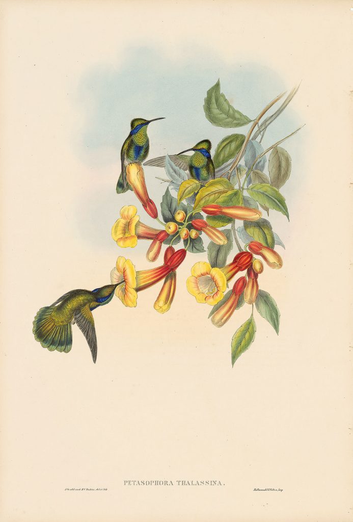 Joel Oppenheimer Gallery, Chicago, Debuts The Family of Hummingbirds ...